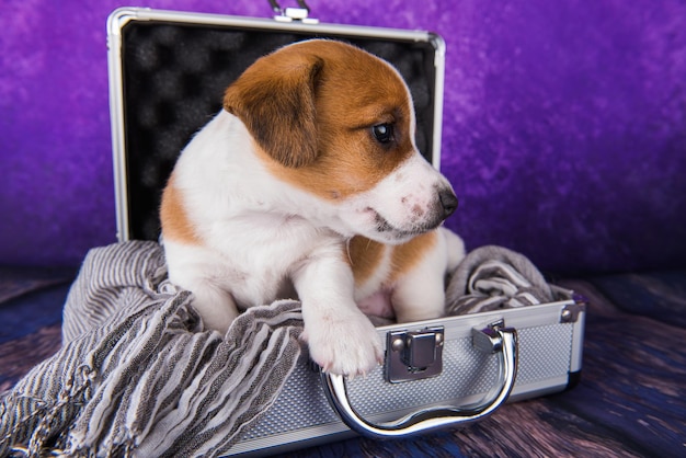 Cute Jack Russell Terrier puppy dog sits in a suitcase for traveling