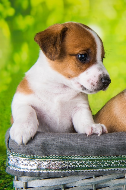 Il simpatico cucciolo di jack russell terrier è seduto in una scatola di pasqua