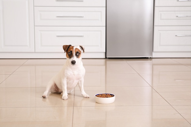 Cute Jack Russell Terrier with dry food in kitchen