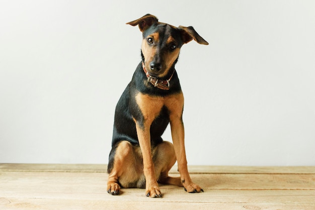 Cute Jagdterrier sitting in a living room setting