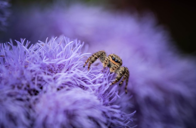 Cute jumping spider on purple lush flower close up