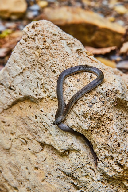 Foto carino giovane serpente di terra ruvida che si poggia sulla roccia con la coda ancora nella fessura del buco