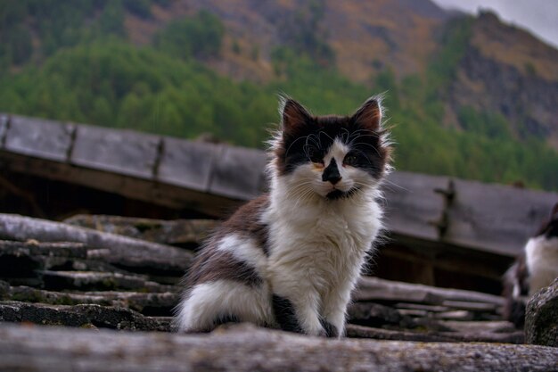 Cute kiiten sitting on a rooftop