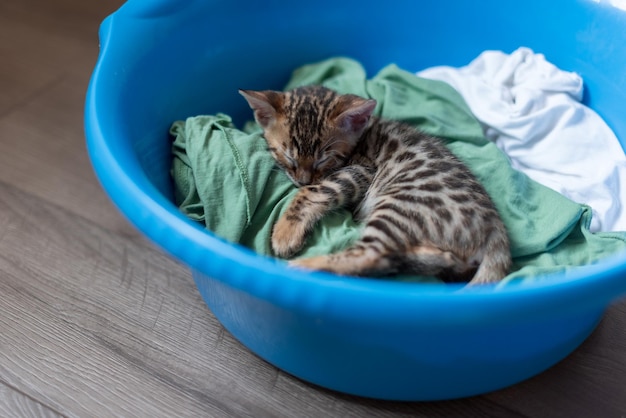 Photo cute kitten bengal is lying with a blue basin with laundry pets