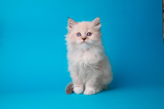 青色の背景のスタジオ撮影でかわいい子猫