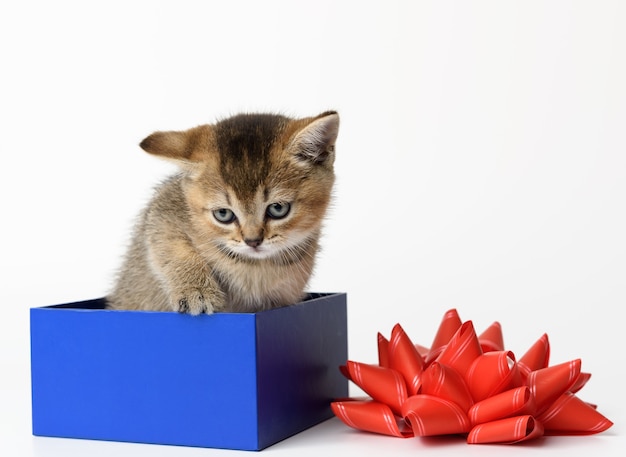 Gattino sveglio del cincillà dorato scozzese di razza dritto si siede in una scatola regalo blu, sfondo bianco