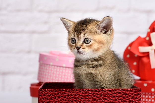 Cute kitten of the breed Scottish golden chinchilla straight sits in a red gift box against the background of a white brick wall