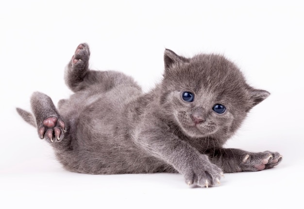 かわいい子猫猫と母猫