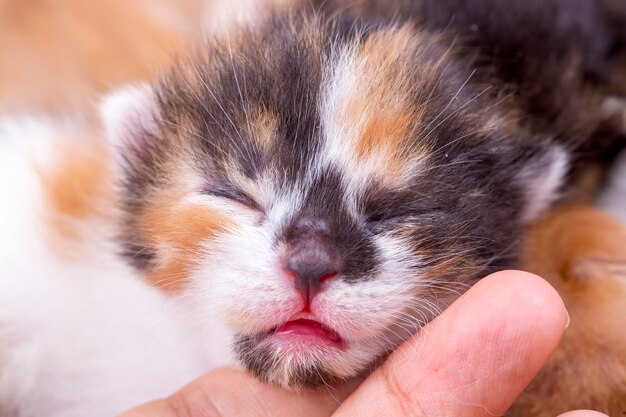 Cute kitten cat and mother cat