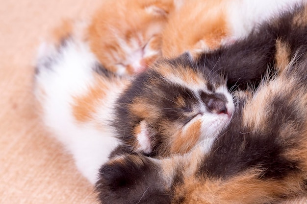 かわいい子猫猫と母猫