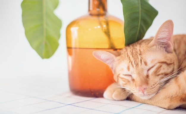 사진 집에서 테이블에서 자고 있는 귀여운 고양이 고양이 건강하고 행복하기 위해 집에서 애완동물과 동물을 기르는 개념