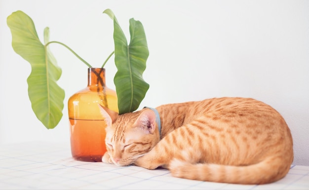 Photo cute kitten cat sleeping on the table at home backgroundconcept of raising pets and animals in the house to be healthy and happy