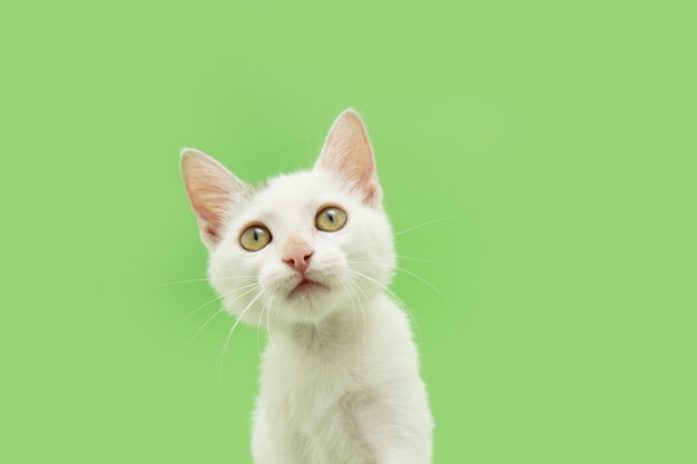 写真 かわいい子猫猫傾いて頭側見上げ緑の背景に分離されました。