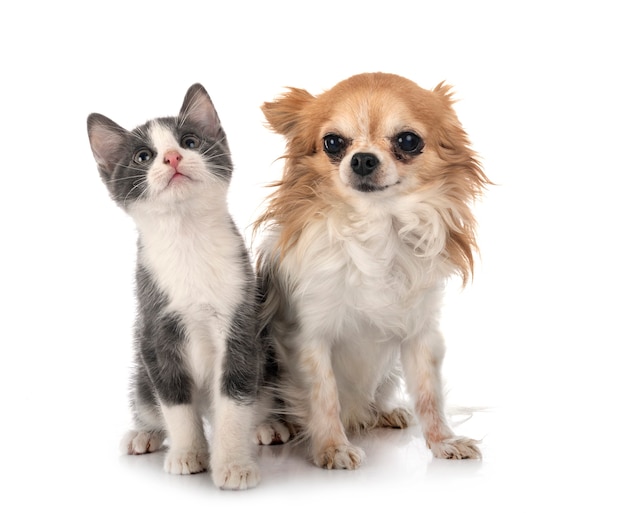 Cute kitten and chihuahua dog