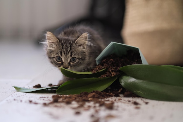 Cute kitten and dropped planter with a flower on the floor damage from pets Kitten play and surprise eating Smelling home plants