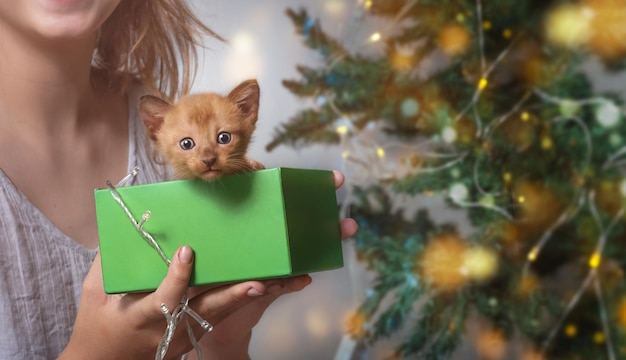 Cute kitten in a gift box holds the hands of a child near a christmas tree