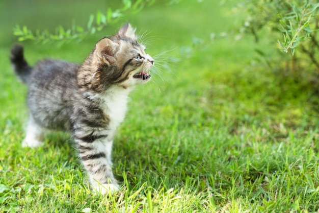 夏の芝生の上のかわいい子猫。