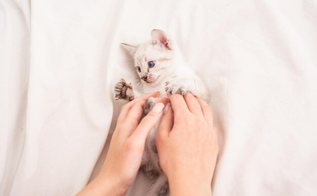 Cute kitten in hands of woman. girl is playing with hands with nice kitten. white fluffy kitten on bed. take care of small kitten. friendship between human and pet. just have fun. happy lovely cat.