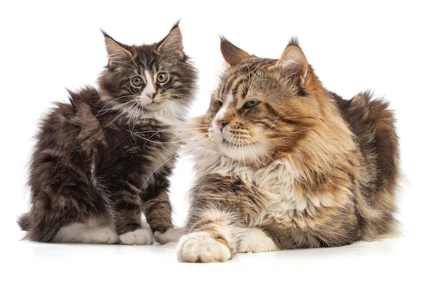 Cute kitten and her maine coon father