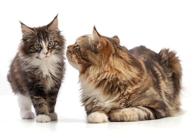 かわいい子猫と彼女のメインクーンの父