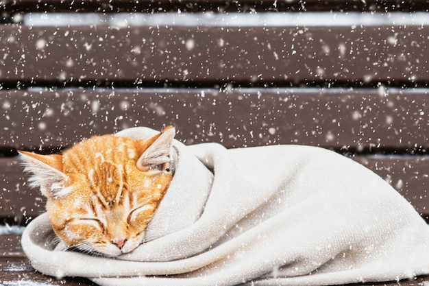 A cute kitten is sleeping wrapped in a warm knitted sweater in a winter park Snow falls Copy space Concept with pets