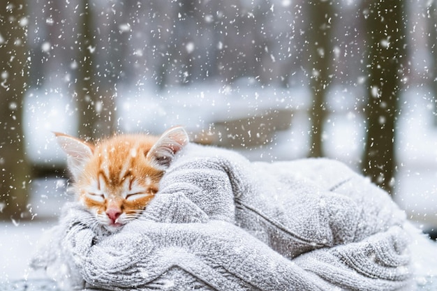 A cute kitten is sleeping wrapped in a warm knitted sweater in a winter park Snow falls Copy space Concept with pets