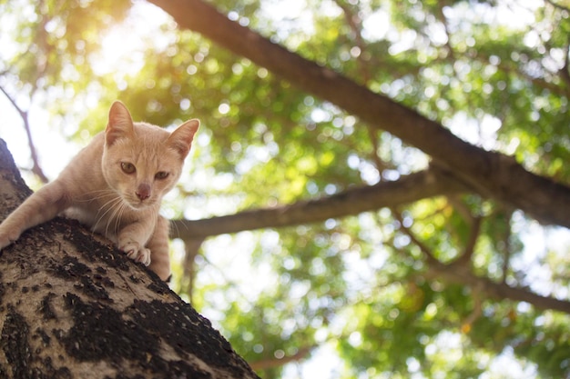 The cute kitten is stuck on the tree waiting for help from the rescue team