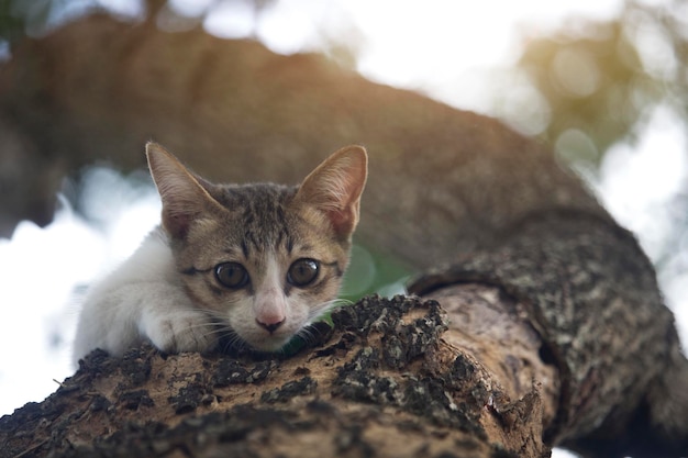 かわいい子猫が木にくっついている