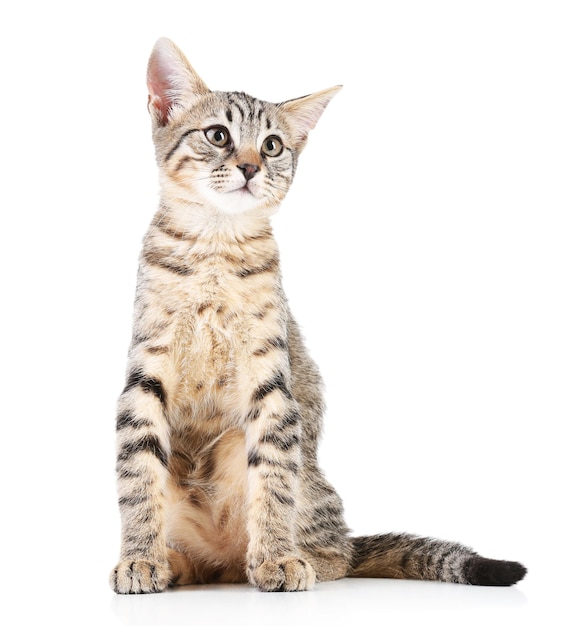 cute kitten isolated on white