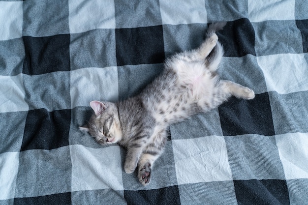 Photo cute kitten lies on back and sleeping