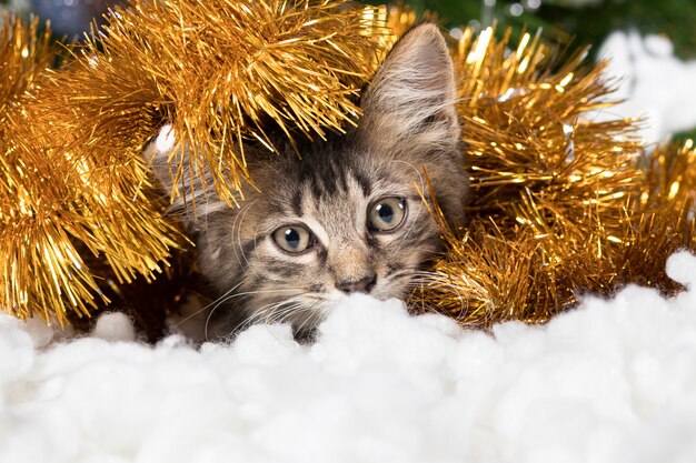 A cute kitten looks away hiding in tinsel and snow