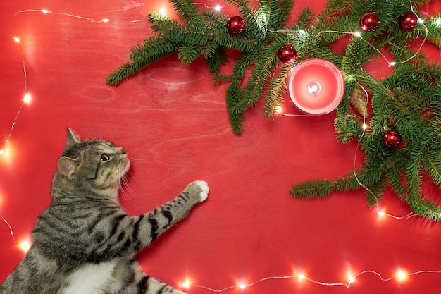 写真 赤いボールとライトでクリスマスツリーを横になって見ているかわいい子猫