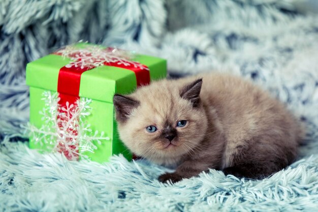 ふわふわの毛布の上のギフト ボックスの近くに横たわっているかわいい子猫