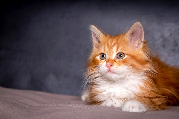 Cute kitten in orange color, Maine Coon kitten