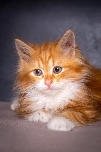 Premium Photo | Cute kitten in orange color, Maine Coon kitten