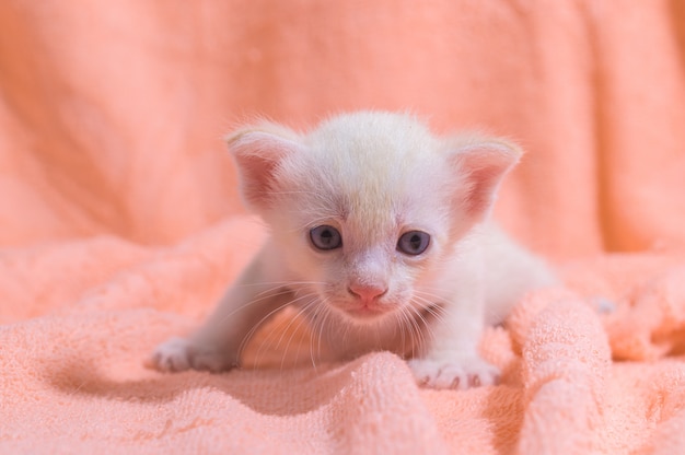 布の山の中のかわいい子猫