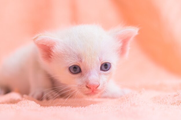 布の山の中のかわいい子猫