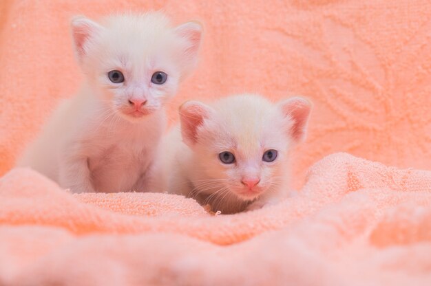 布の山の中のかわいい子猫