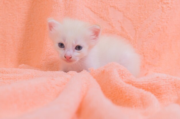 A cute kitten in a pile of cloths