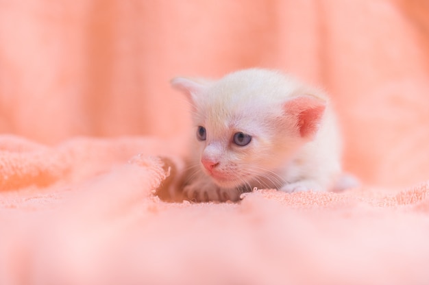 A cute kitten in a pile of cloths