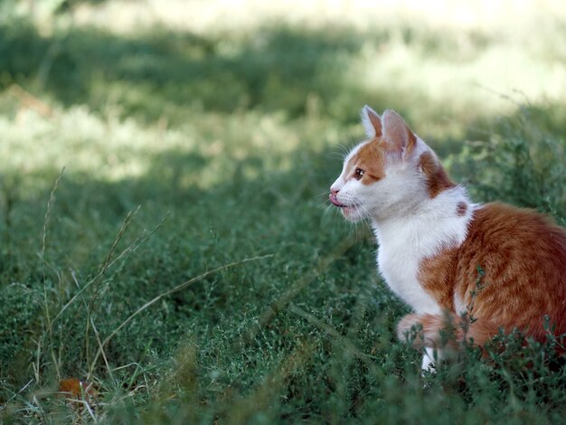 Cute kitten playing in the garden