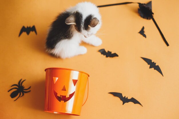 cute kitten playing on orange background with black bats and halloween trick or treat bucket adorable kitty sitting at jack o' lantern pumpkin pail and paper decor happy halloween