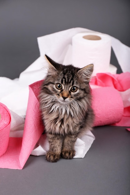 Cute kitten playing with roll of toilet paper on gray background