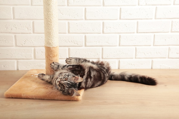 A cute kitten playing with scratching post on light background.