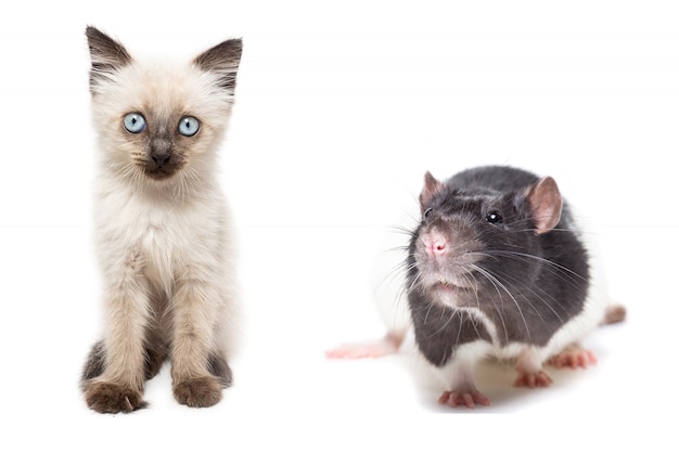 Cute kitten and rat posing isolated