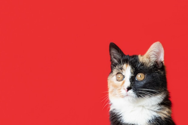 Cute kitten on a red background Holidays and events Copy space Pets