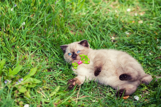 Cute kitten relaxing on the grass