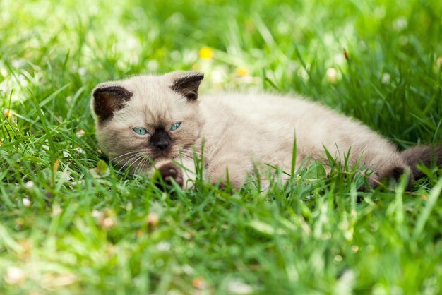 写真 草の上でリラックスしたかわいい子猫