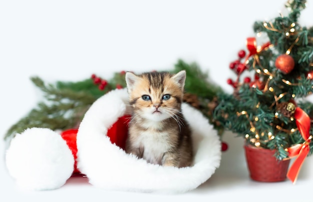 A cute kitten in a Santa Claus hat on the background of a Christmas tree