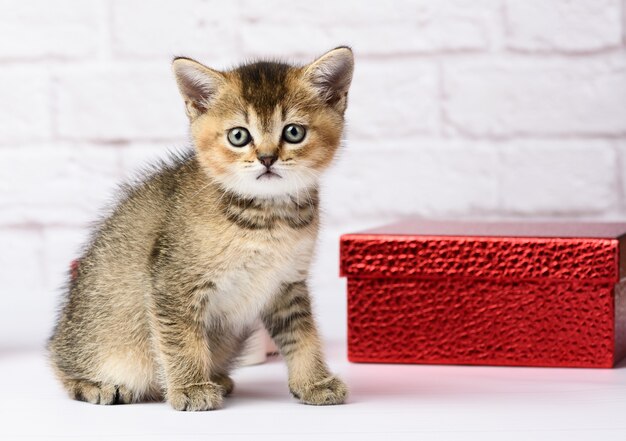 Cute kitten Scottish golden chinchilla straight breed sits on a white background and boxes with gifts, festive background